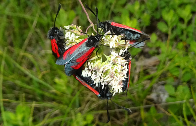 Zygaenidae - Zygaena (Mesembrynus) purpuralis